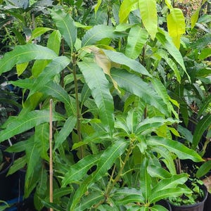 Turpentine Mango Trees! (Cannot Ship CA/HI!)