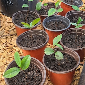 Cherry Laurel Seedlings
