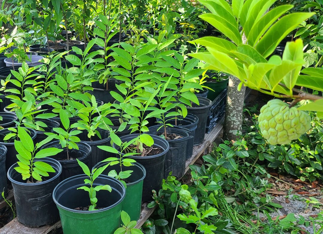 Sugar Apple Trees cannot Ship CA/HI Etsy