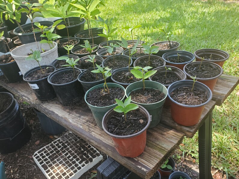 Ice Cream Bean Trees cannot Ship CA/HI Etsy