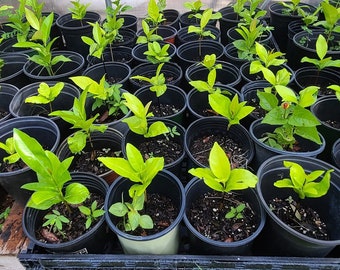 Chocolate Pudding Fruit (Black Sapote) trees! (Cannot ship CA/HI)