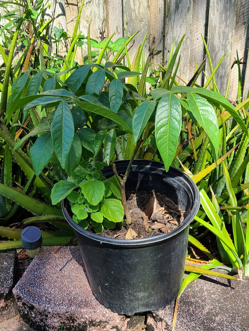 Ice Cream Bean Trees cannot Ship CA/HI Etsy