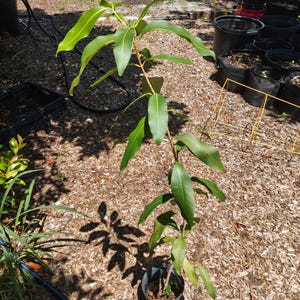 Jamun (Jambolan, Malabar Plum, Java Plum) Syzygium Cumini Trees