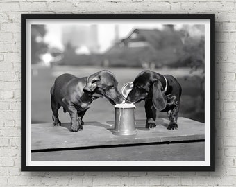 Two Dachshunds Sharing a Brew | Funny Animal Photography | Museum Quality Print
