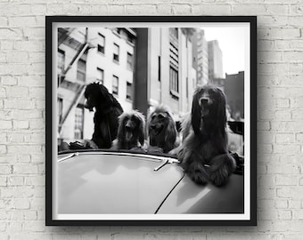 Dogs in a Convertible 1949, Animal Print, Vintage Photography, Dog Wall Art, Cityscape Photo Print, Museum Quality Print