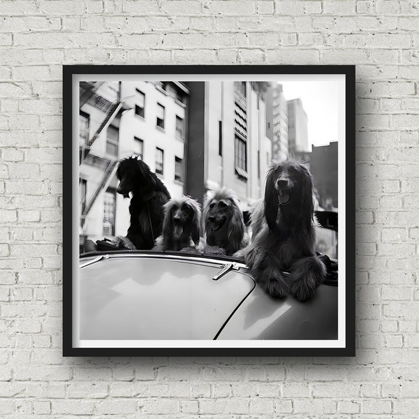 Dogs in a Convertible 1949, Animal Print, Vintage Photography, Dog Wall Art, Cityscape Photo Print, Museum Quality Print