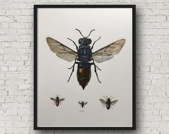 Ruby-tailed Wasp Vintage Illustration Print, Vintage Scientific Illustration, Insect Print, Cottagecore Wall Art, Museum Quality Print