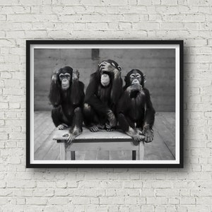 May include: Three chimpanzees sitting on a wooden table, each covering a different part of their face with their hands. The chimpanzee on the left is covering its eyes, the chimpanzee in the middle is covering its ears, and the chimpanzee on the right is covering its mouth.