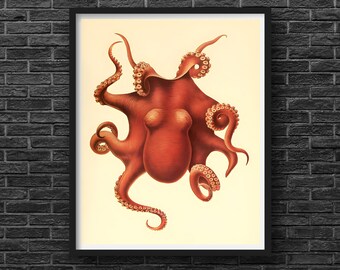 Cephalopoda | 1975 | Red Octopus | Museum Quality Print