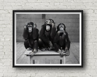 Three Wise Monkeys, Animal Print, Funny Photo, Monkey Photography, Black White Photo,