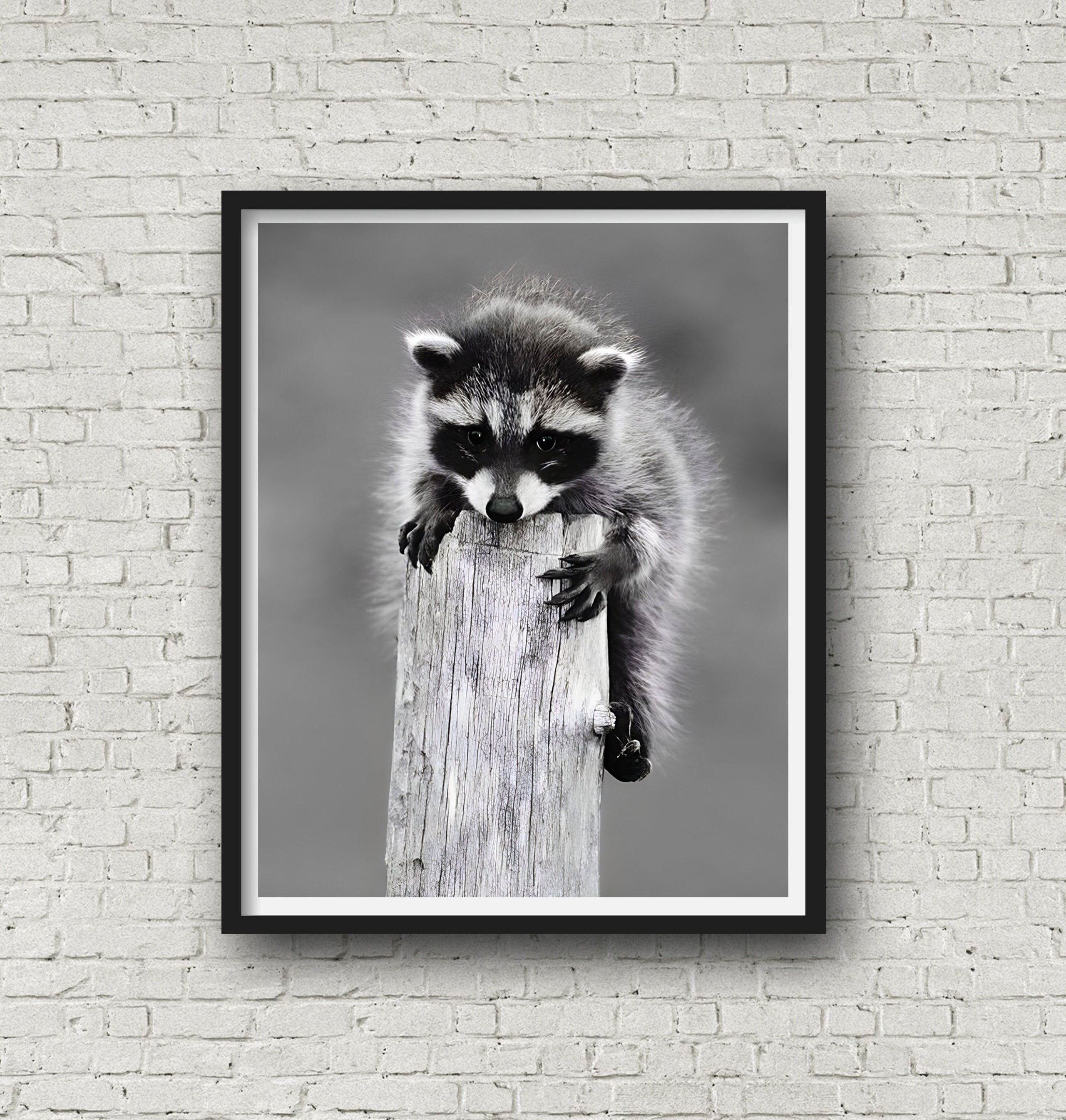 Young Raccoon Perched on a Stump, Nature Photography Print, Black and White Photo, Nature Wall Art, Raccoon Print, Home Decor Gift Idea