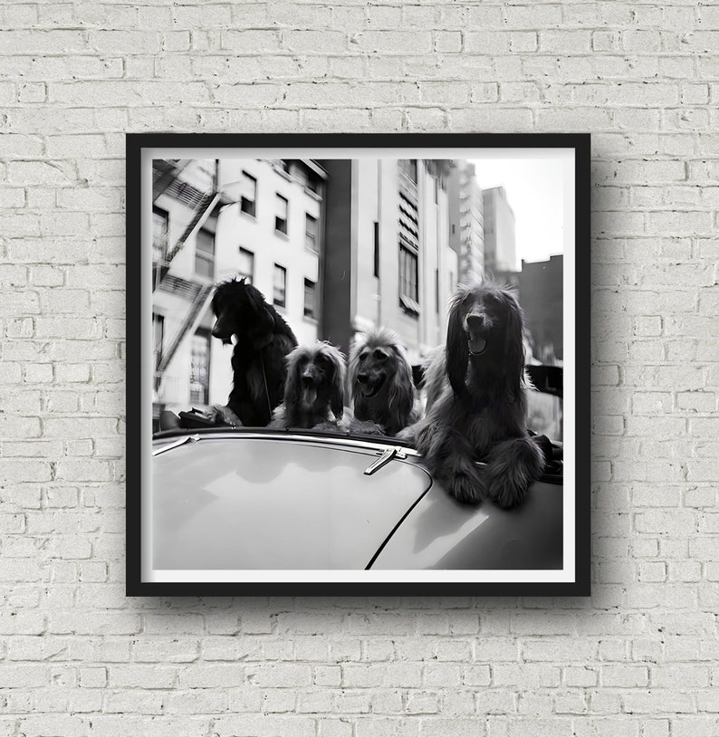 Hunde im Cabrio 1949, Tierdruck, VintageFotografie, Hundewandkunst, Stadtbild Fotodruck, Druck