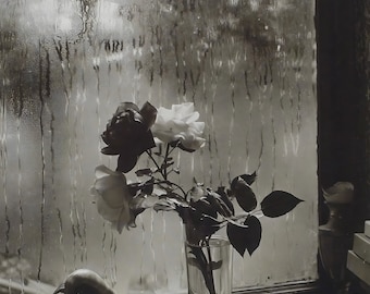 Josef Sudek 'last Rose of Summer' Vintage Photo Print: 1950s