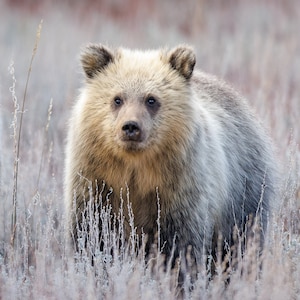 Blondies Jungtier des Jahres 2023 - ""The Golden Cub"""
