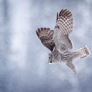 Bartkauz im Schnee - ""Snowfall"""