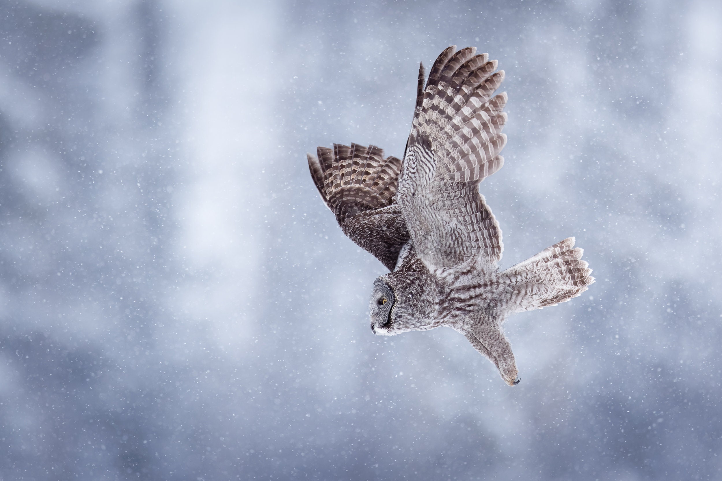 Great Grey Owl in Snow - "Snowfall" &ndash; Wildlife Photography Fine Art Print