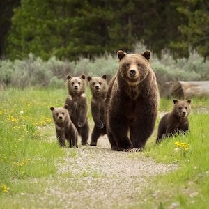 Teton Matriarch - Grizzly 399