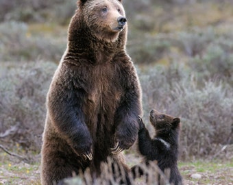 Grizzly 399's First Appearance 2023 - "Someone to look up to" – Wildlife Photography Fine Art Print