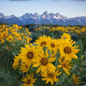 Puede incluir: Un paisaje pintoresco con un campo de girasoles amarillos en plena floración. El primer plano está lleno de flores grandes y brillantes, mientras que montañas nevadas y un cielo azul forman el fondo. La escena evoca una sensación de belleza natural y tranquilidad.