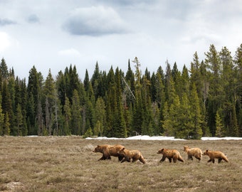 The Fabulous Five - Grizzly 399 & Cubs – Wildlife Photography Fine Art Print