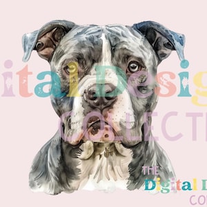 Pode incluir: Uma ilustração em aquarela de um cão pit bull cinza e branco com uma expressão séria. Os olhos do cão são escuros e seu nariz é preto. O fundo é rosa claro.