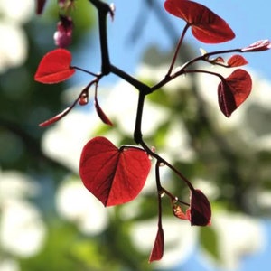 May include: A close-up of a branch with heart-shaped leaves. The leaves are a deep red color and are backlit by the sun. The background is a blurry green and white.