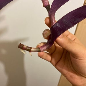 Can This Purple Heart Plant Be Saved? - Dave's Garden