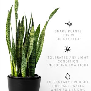 ¡3 esquejes vivos de la planta serpiente! ¡Cultiva tus propias plantas purificadoras! ¡Cultiva fácilmente! Esquejes de la planta serpiente Sansevieria
