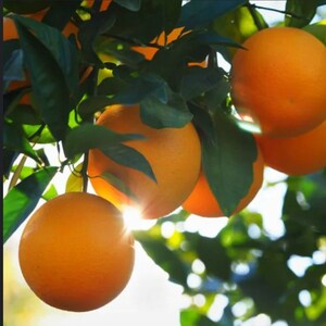 Plant Rooting Hormone Powder for Cuttings and Grafting Rooting Powder