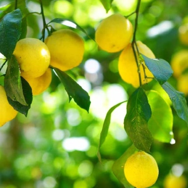 Meyer Lemon Tree Cutting For Planting Or Grafting Live Healthy Organic Lemon Tree Starter Cutting Meyer Lemon Scion