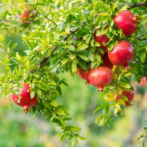 Pomegranate Tree Starter Cutting | Grow Your Own Pomegranates! Live Healthy Organic Pomegranate Tree Cutting