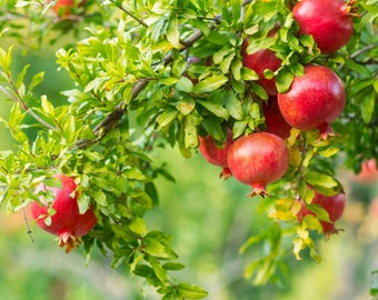 Pomegranate Tree Cutting For Planting Or Grafting! LIVE Healthy Organic Pomegranate Tree Starter Cutting