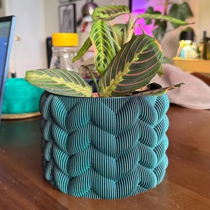 Peut inclure: Un pot de plante teal avec un motif texturé unique. Il contient une plante Maranta, également connue sous le nom de plante de prière, avec des feuilles vertes et des veines roses. Le design du pot ajoute une touche moderne, parfait pour afficher des plantes d'intérieur.