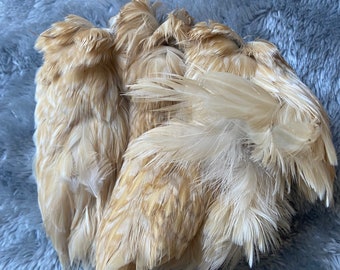 Dried Quail Pelt Skin with Feathers - Buff