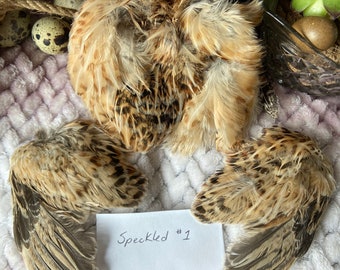 Dried Matched Set Quail Wings and Pelt - Golden Speckle Crafter’s Special