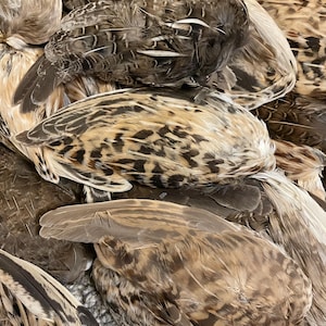 Lot of 8 Colorful Dried Quail Wings, Random Selected