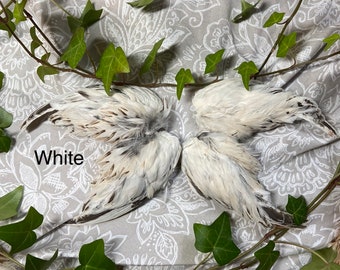 Golden, White, Cinnamon Dried Matched Set Quail Wings