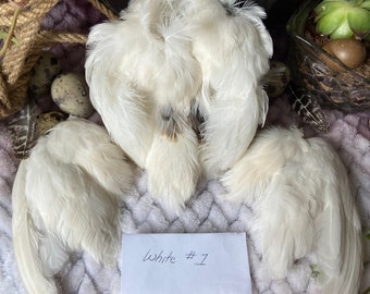 Dried Matched Set Quail Wings and Pelt - White - Crafter’s Special