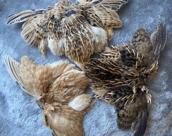 Dried Whole Quail Pelts Skins with Feathers and Wings