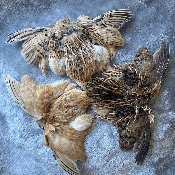 Dried Whole Quail Pelts Skins with Feathers and Wings