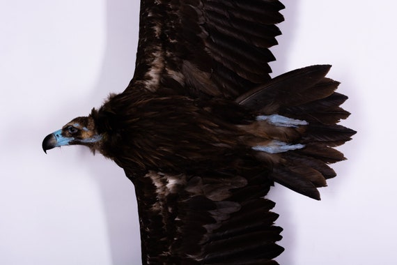Taxidermia Buitre negro Pájaro disecado Animal disecado Trofeo - Etsy España