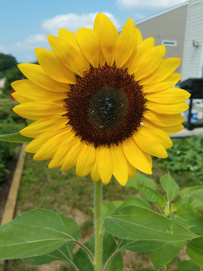 Sunflower Digital Photo Etsy