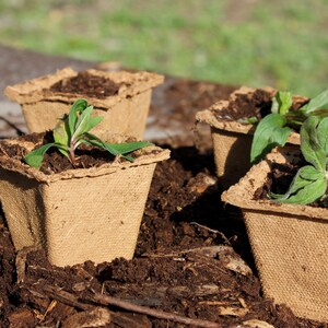 May include: Four brown biodegradable pots with green seedlings growing in them. The pots are sitting on a bed of brown soil.
