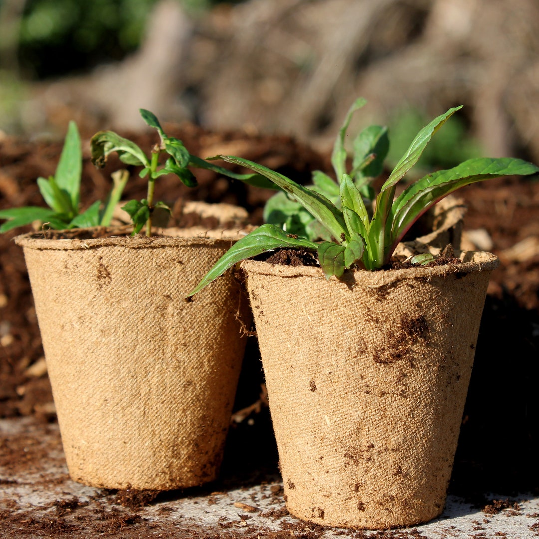 plant in white pot White Metal Flower Pot Succulent Plant Pot Indoor and Outdoor Set of 2   Homesake.in