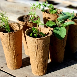 May include: Six brown biodegradable pots with different types of seedlings growing inside. The pots are made of a woven material and have a textured surface. The seedlings are green and healthy.