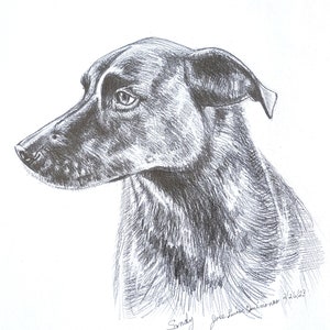 Professional, Pet Portrait Drawing, Realistic, Graphite Sketch, Tribute or Great Gift, Hand signed by artist Jose Luis Quinones, Unframed
