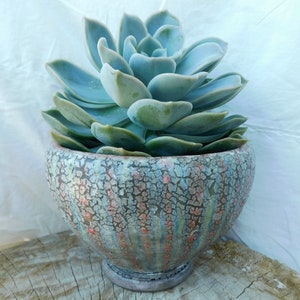 May include: A light blue succulent plant in a ceramic pot with a crackled glaze. The pot has a light blue, gray, and pink color scheme.
