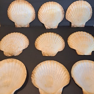 May include: Nine natural scallop shells arranged on a dark surface. The shells are off-white with a ribbed texture and a darker brown edge. The shells are open, showcasing their interior.