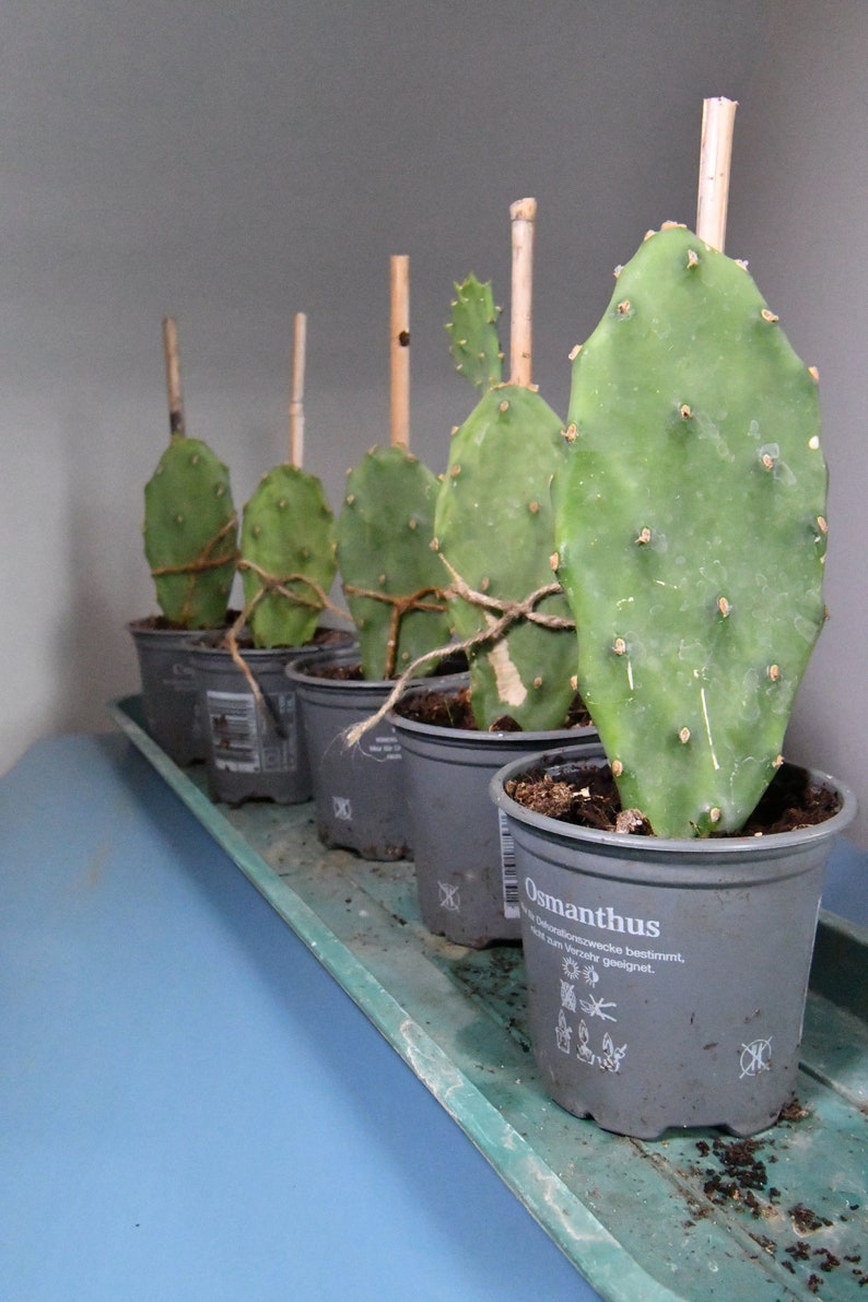 thumbnail image 2 of Bulk Silver Prickly Pear Cactus Western Charms – 4, 20, Or 50 Pcs – AS530 – US Seller 2 of 4