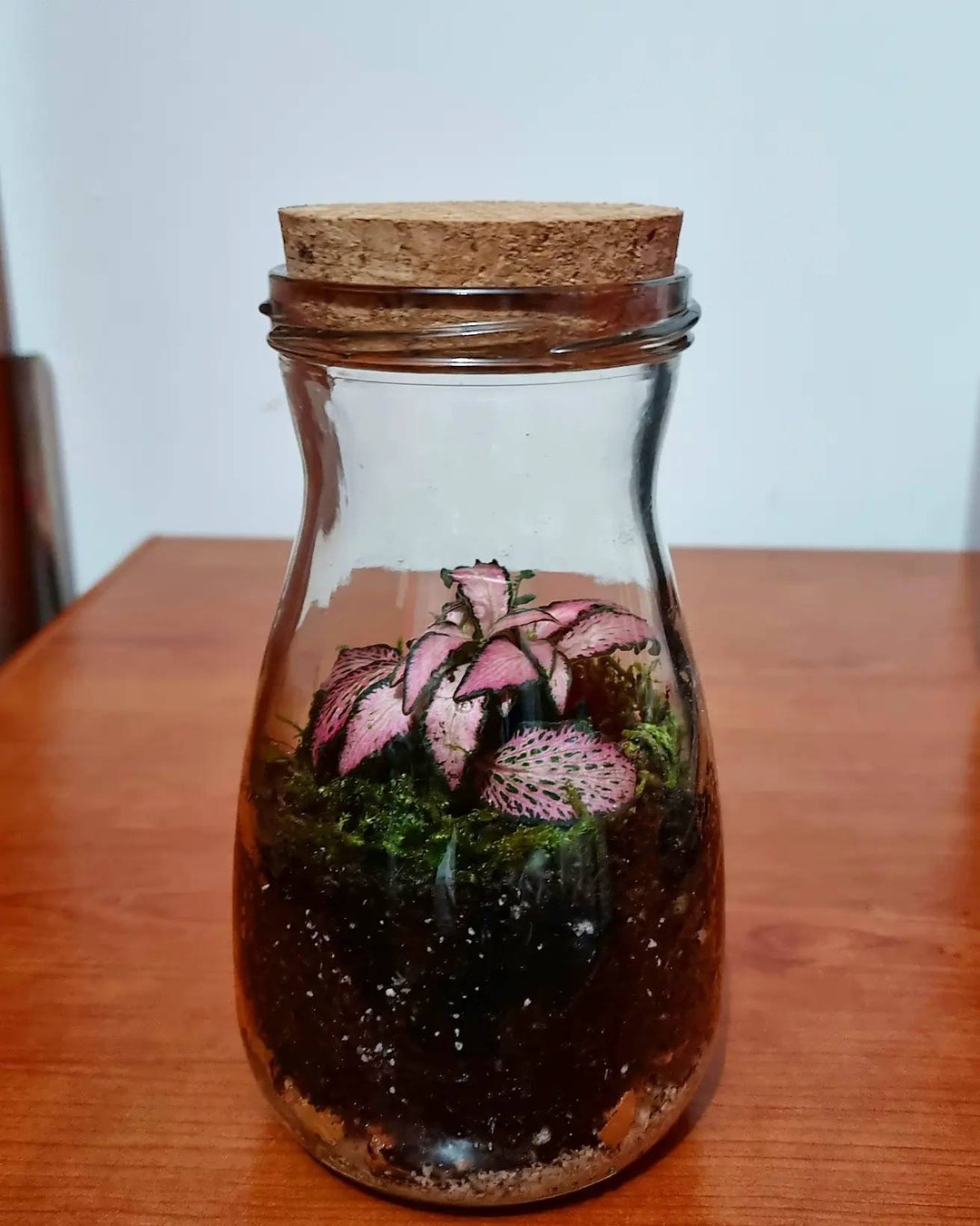 Glass Terrarium With Cork Stopper, Plant Terrarium, Fittonia Plant